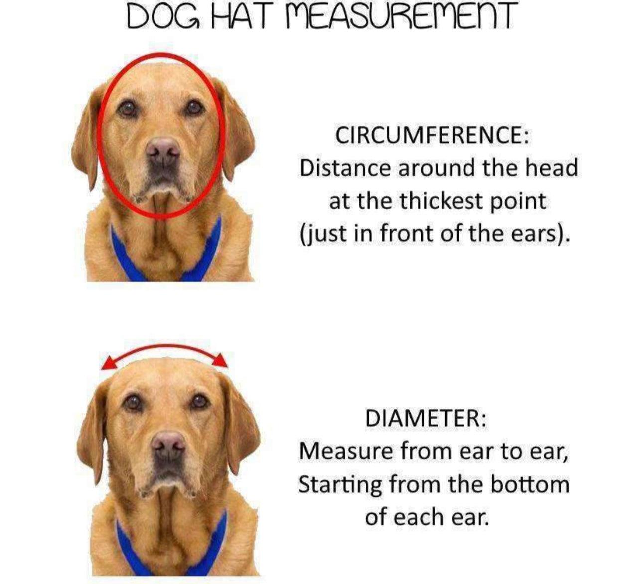 Pet Cap